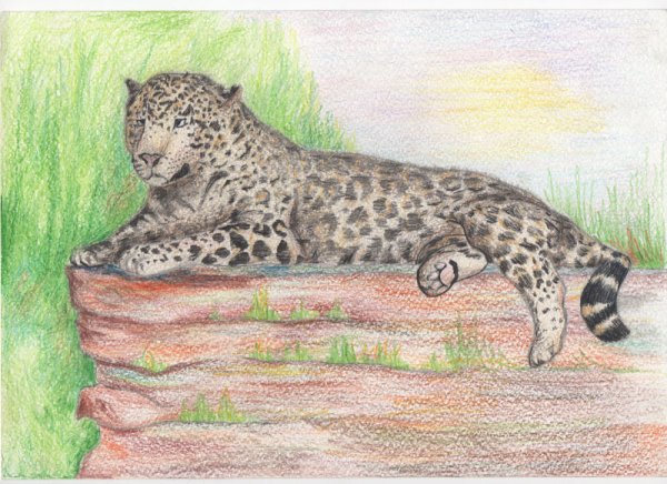 Переднеазиатский леопард рисунок для детей