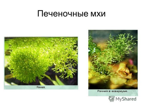 Мох риччия рисунок