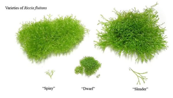 Риччия мох биология