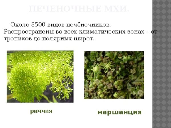 Риччия и маршанция