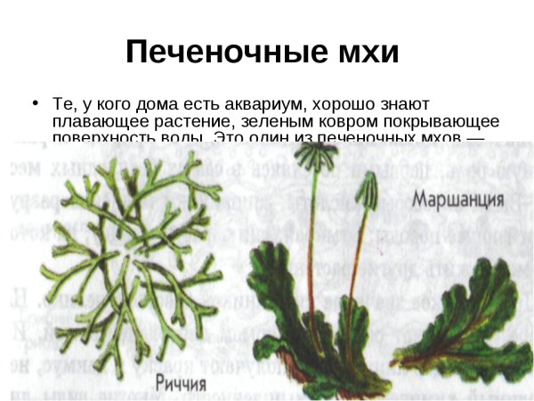 Риччия строение схема