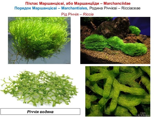 Риччия мох строение