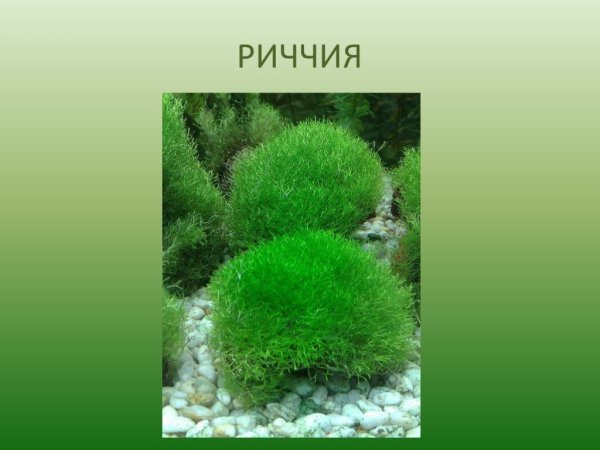 Риччия размножение