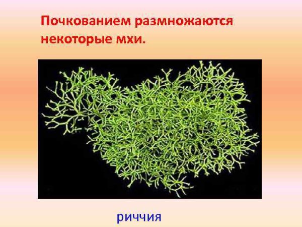 Печеночные мхи риччия (стебель)