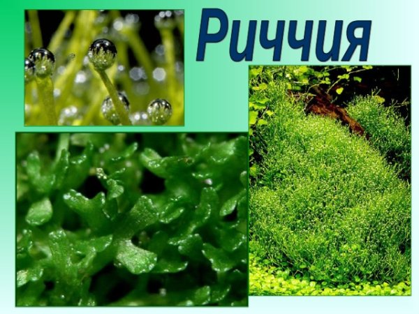 Печёночники мхи риччия