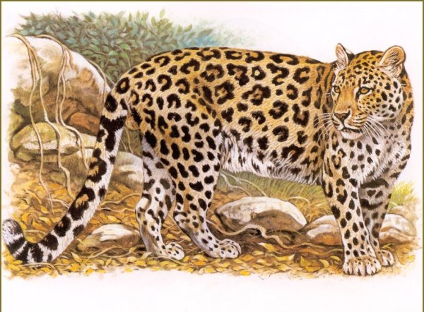 Художник Роберт Даллет