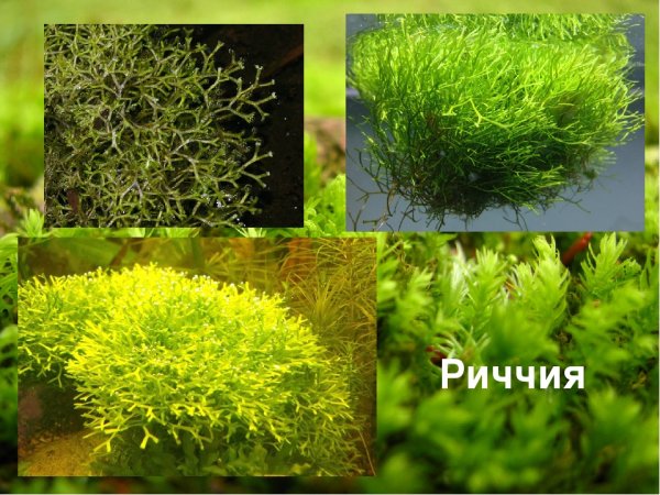 Риччия сообщение