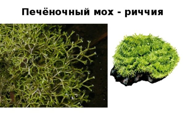 Таллом мха риччии