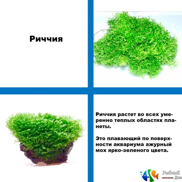 Гаметангии маршанции