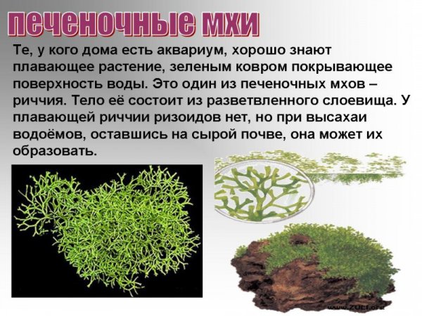 Риччия обрастает Тиной