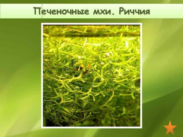 Строение риччии