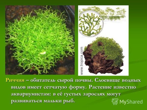 Маршанция мох