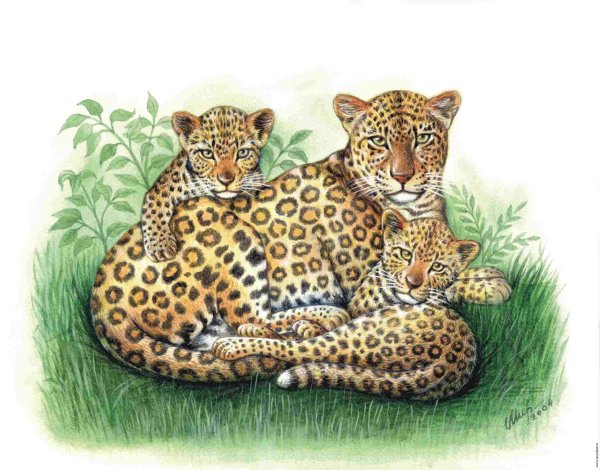 Леопард для детей