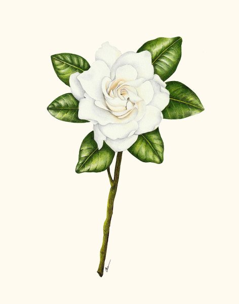 Гардения Ботаническая