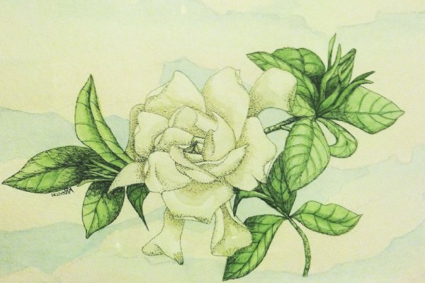 Гардения эскиз