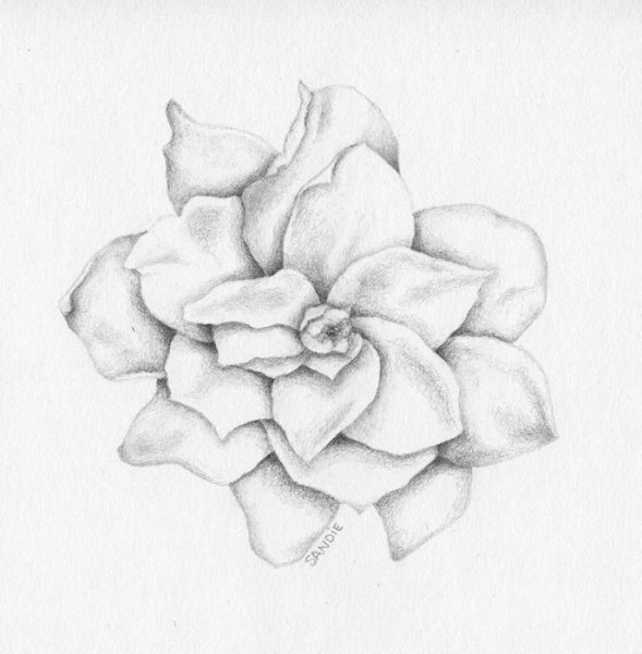 Гардения эскиз