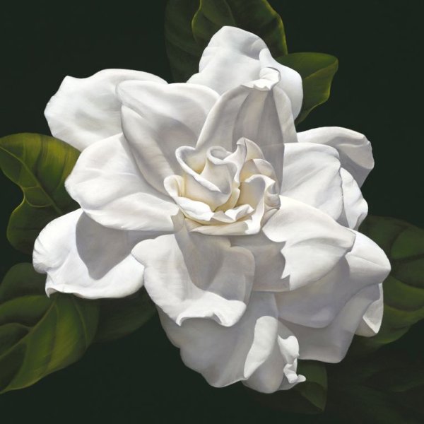 Гардения нарисовать