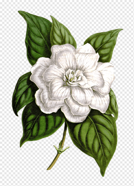 Гардения Жасмин