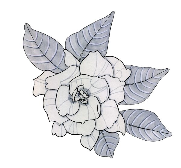 Гардения Графика