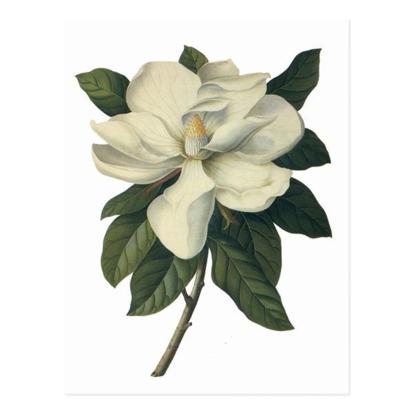 Цветок ботаника Магнолия