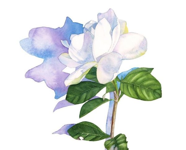 Louise de Masi акварель