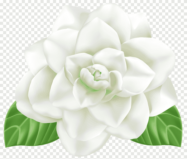 Гардения вектор