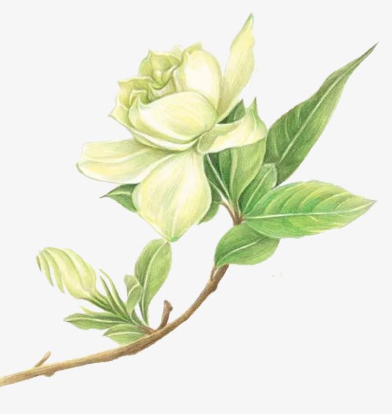 Гардения нарисовать