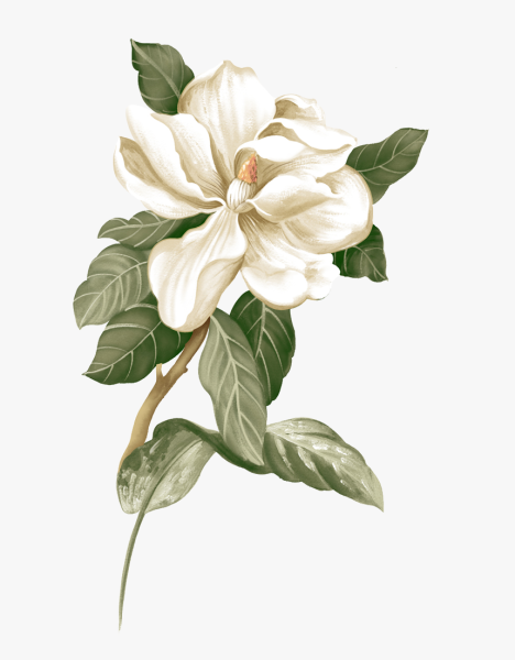 Гардения Ботаническая