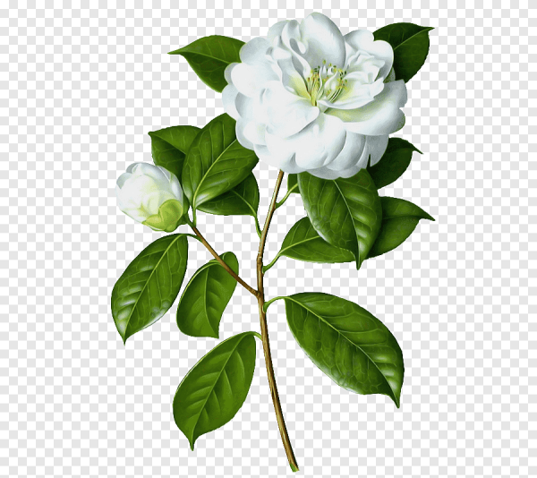 Камелия Жасмин