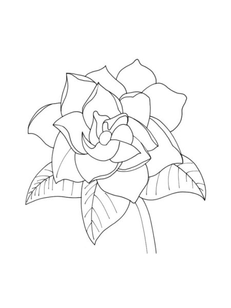 Гардения эскиз