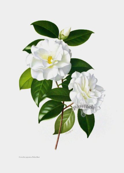 Камелия Жасмин