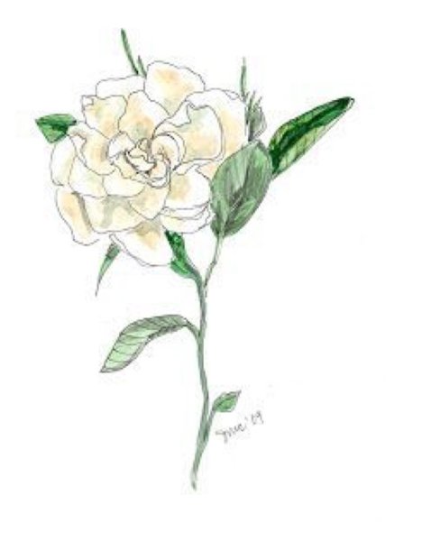 Как нарисовать гардению карандашом поэтапно