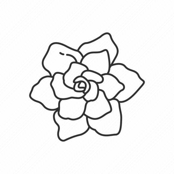 Цветок Гардения вектор