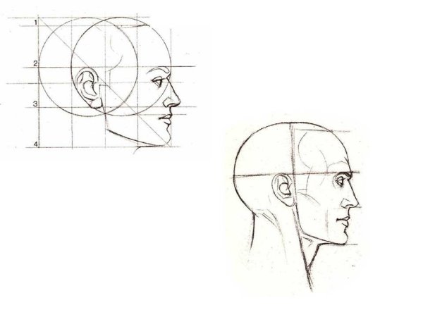 Профиль лица сбоку пропорции