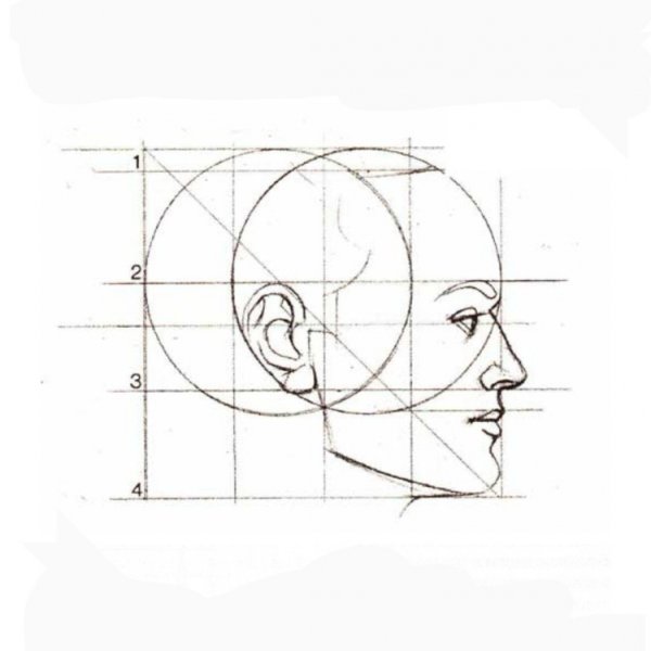Пропорции лица человека в профиль