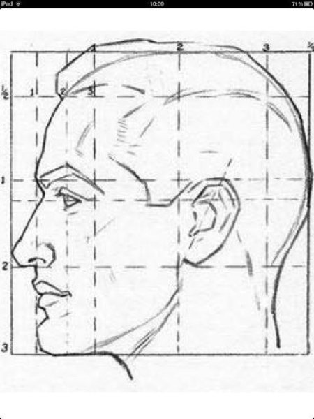 Профиль лица сбоку пропорции