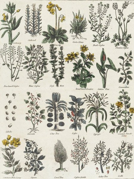 Калпепер полный травник