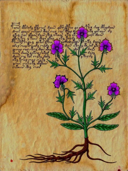 Растения для травниц