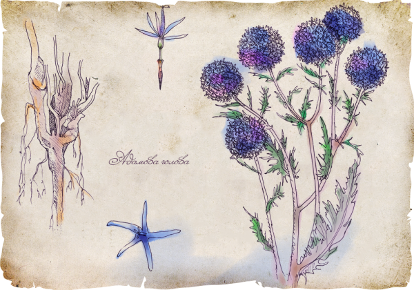 Корень Мандрагоры Гарри Поттер