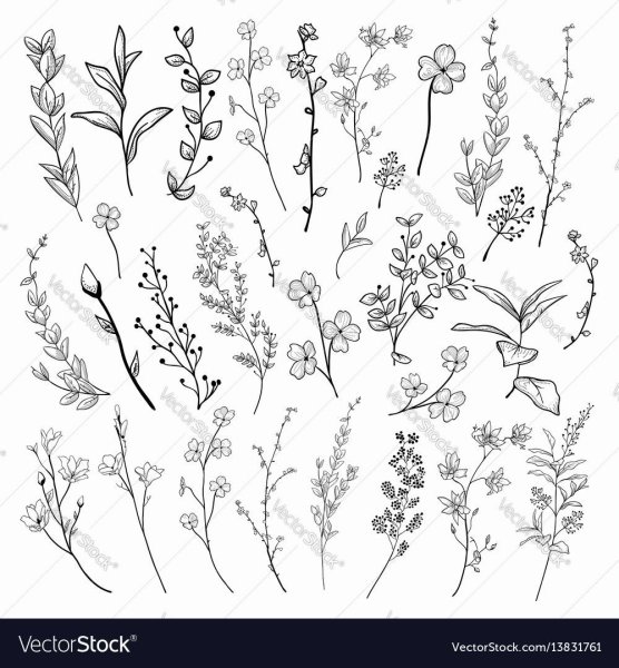 Зарисовки мелких растений