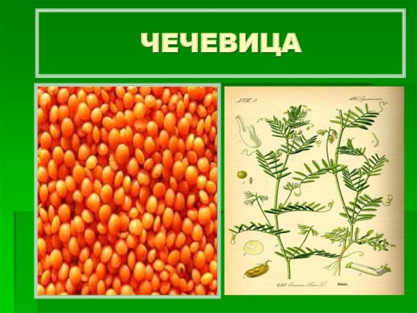 Чечевица презентация