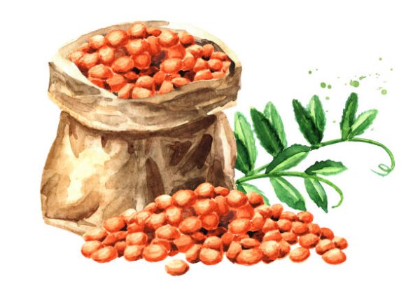 Чечевица рисунок для детей