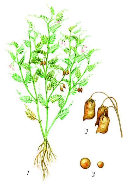 Чечевица растение