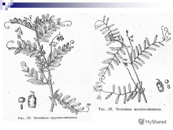 Чечевица мелкосеменная