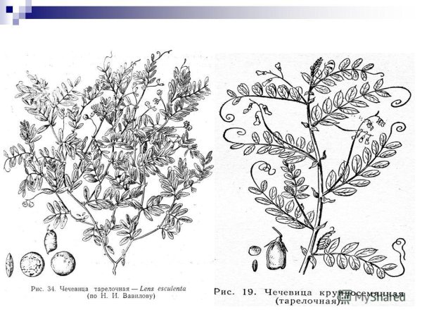 Чечевица гербарий
