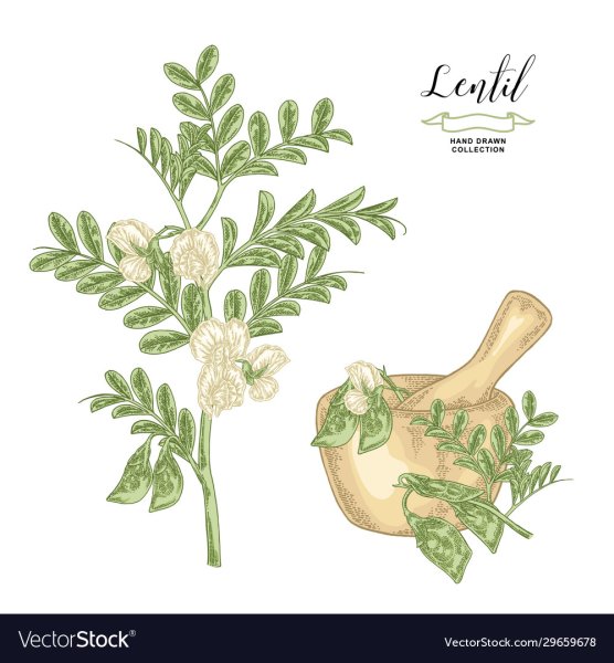 Чечевица растение и плоды