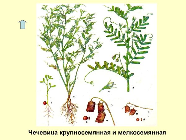Чечевица мелкосеменная семена