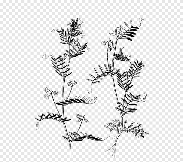 Векторные изображения растений