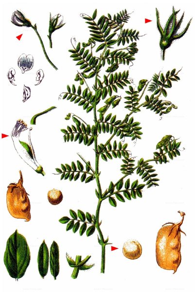 Чечевица плод