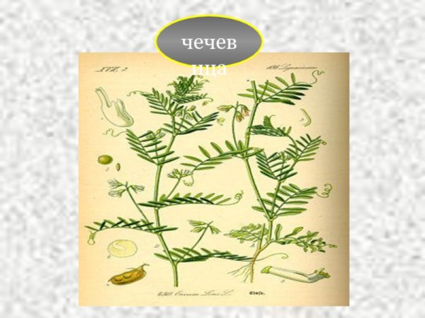 Строение чечевицы